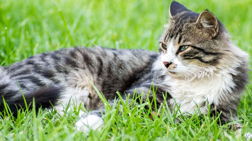 Dog looking away on grassy field