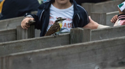 Midsection of man holding bird on wood