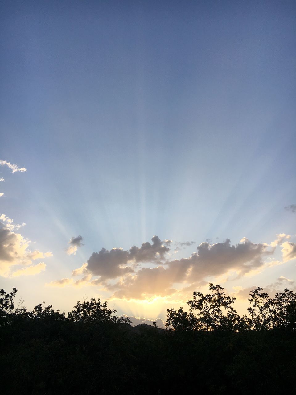 sky, tree, beauty in nature, plant, cloud - sky, tranquility, tranquil scene, scenics - nature, sunset, low angle view, silhouette, nature, no people, idyllic, growth, outdoors, sunlight, non-urban scene, sun, sunbeam