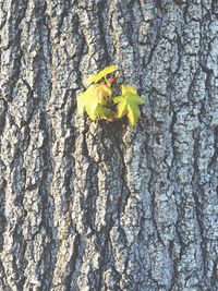 Close-up of tree trunk