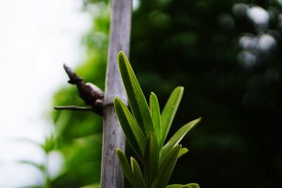 Close-up of insect on plant