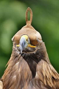 Close-up of golden eagle in hood