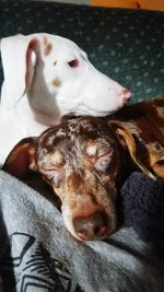 Close-up of dog sleeping on bed