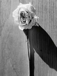 Close-up of wood