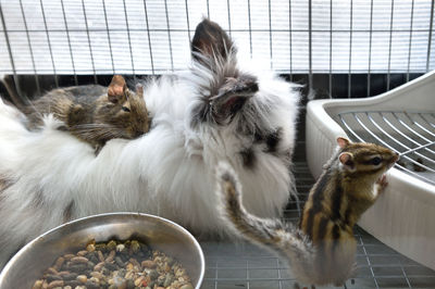 Close-up of chipmunks and rabbit in cage