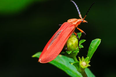 Close-up of insect on red flower