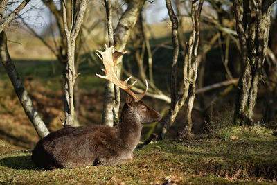 Deer in a forest