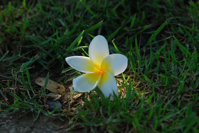 Close-up of white crocus blooming on field