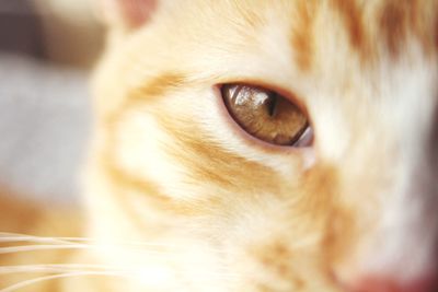 Close-up portrait of cat