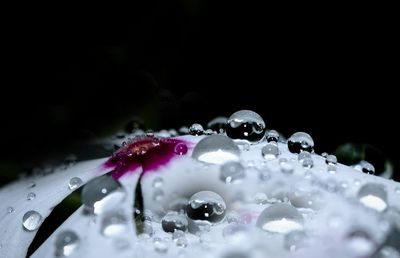 Close-up of flowers against blurred background