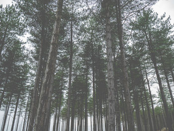 Low angle view of bamboo trees in forest