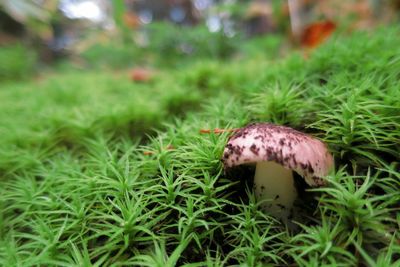 Close-up of grassy field