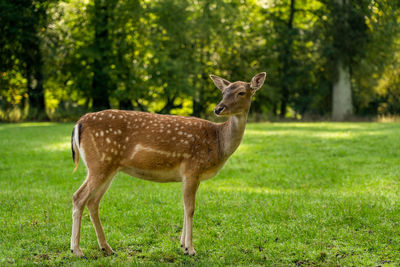 A young deer in the wildlife park, germany.