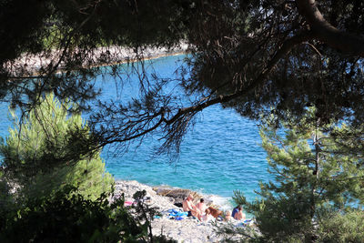 People on beach by trees