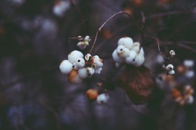 Close-up of berries growing on tree