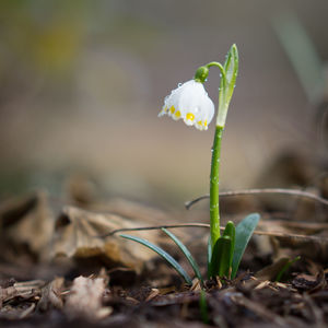 Close-up of small white flower on field