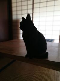 Black cat sitting on floor