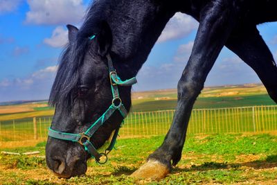 Animals black horese in nature landscape 