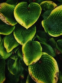 Full frame shot of green plant