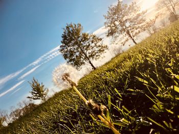 Low angle view of trees on field against sky