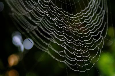 Close-up of wet spider web