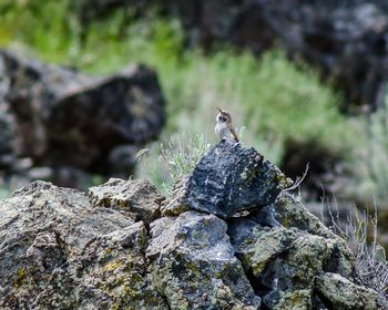 Close-up of squirrel perching on rock