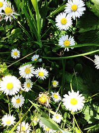 Close-up of white daisy flowers