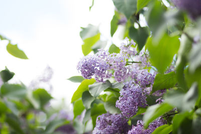 Close-up of purple flowering plant