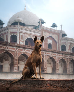 Dogs in front of historic building