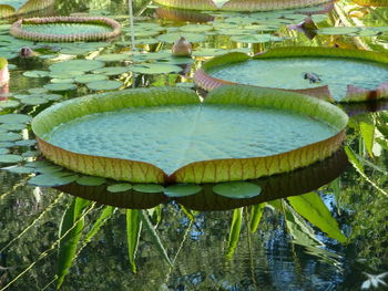 Lotus water lily in lake