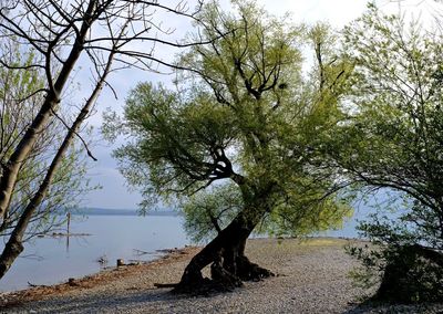 Close-up of tree by lake against sky