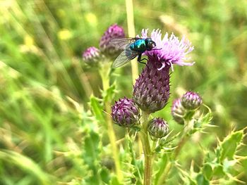 Close-up of bee pollinating on thistle