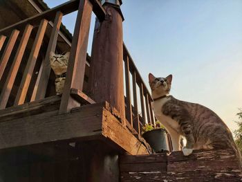 Low angle view of cat on building against sky