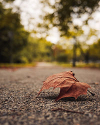 Close-up of maple leaf on road