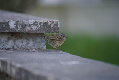 Close-up of bird perching on retaining wall