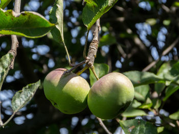 Close-up of fruit growing on tree