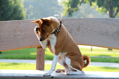 Dog sitting on bench