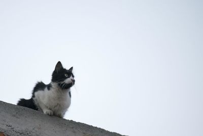 Low angle view of cat sitting against clear sky