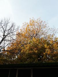 Low angle view of tree against sky during autumn