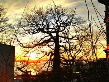 Bare trees against sky at sunset