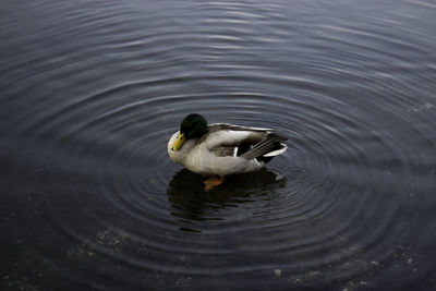 Duck swimming in lake