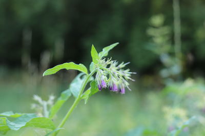 plant