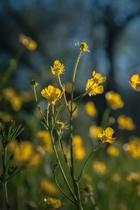 Close-up of yellow flowering plant on field