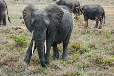 Wild african elephants in mikumi national park in tanzania in africa