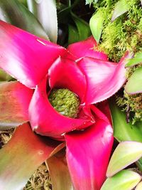 Close-up of pink flowers