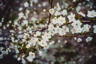 Close-up of white cherry blossoms in spring