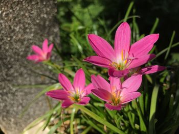 Close-up of pink crocus blooming outdoors