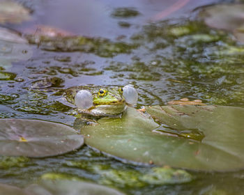 Close-up of water lily in lake