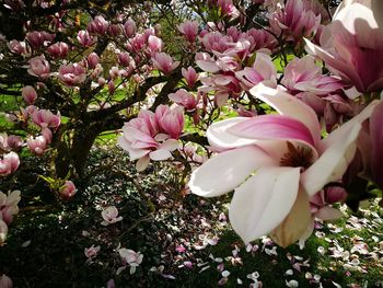 Close-up of pink flowers blooming outdoors