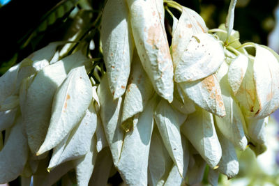 Close-up of flower